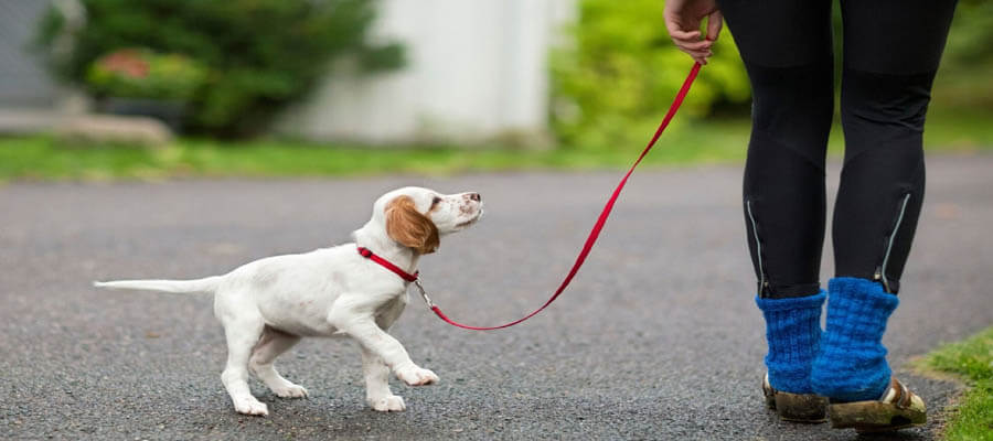 How to Train Your Dog to Walk Without Pulling